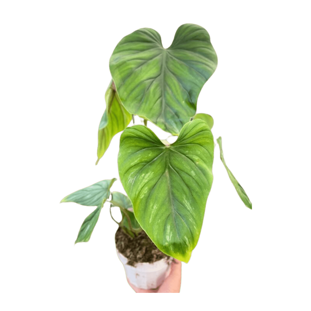 Philodendron PlowManii - Ethereal Company-Indoor Plants