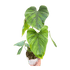 Philodendron PlowManii - Ethereal Company-Indoor Plants