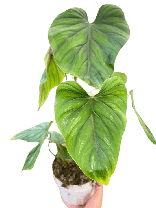 Philodendron PlowManii - Ethereal Company-Indoor Plants