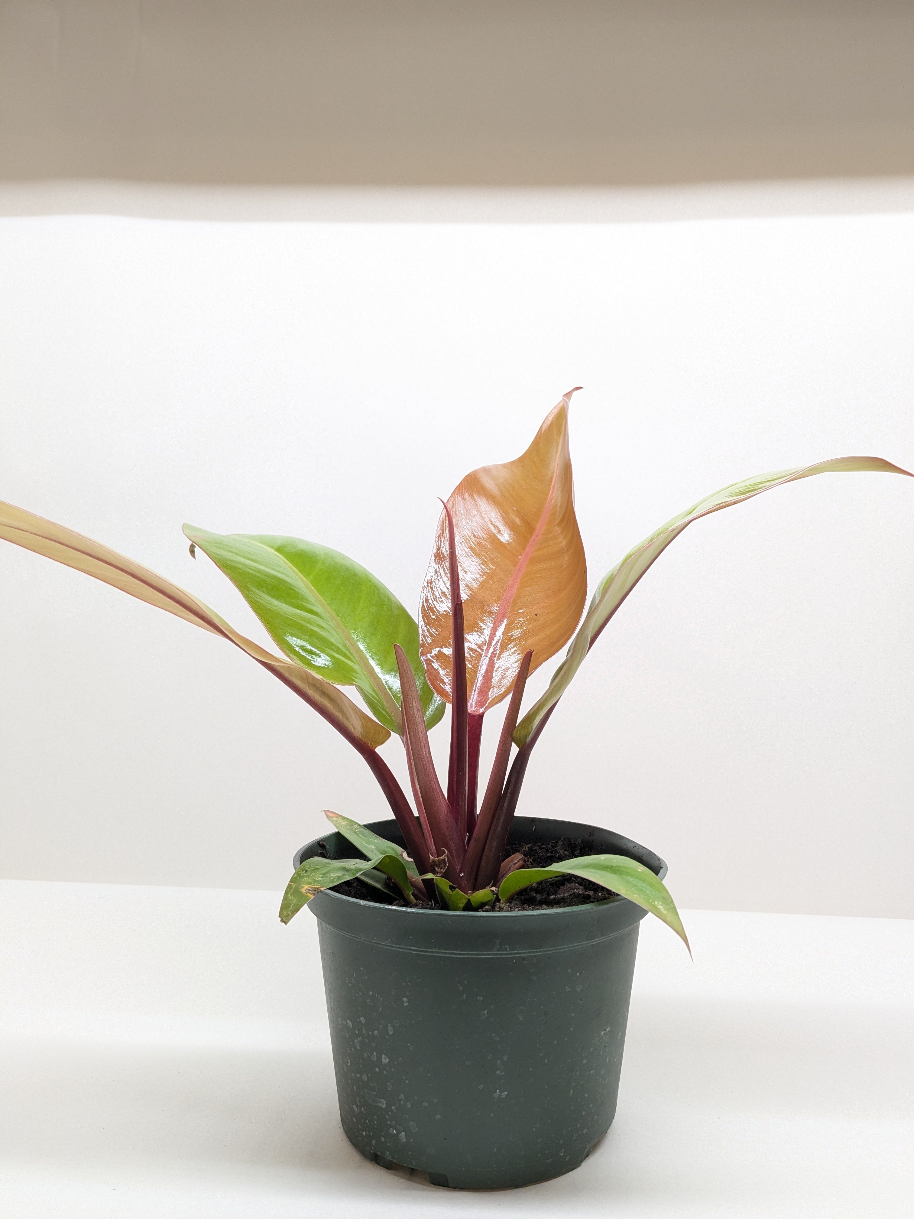 Philodendron &