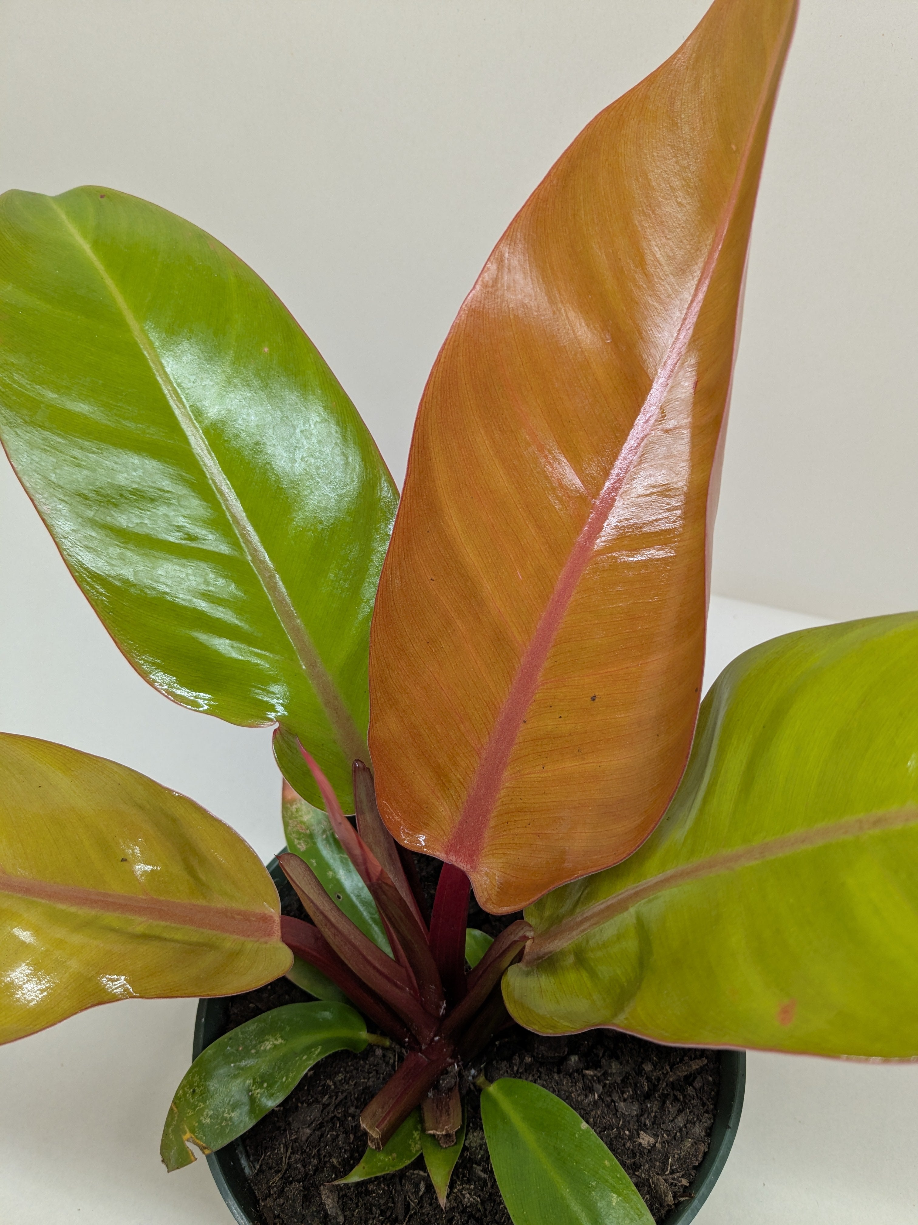 Philodendron &