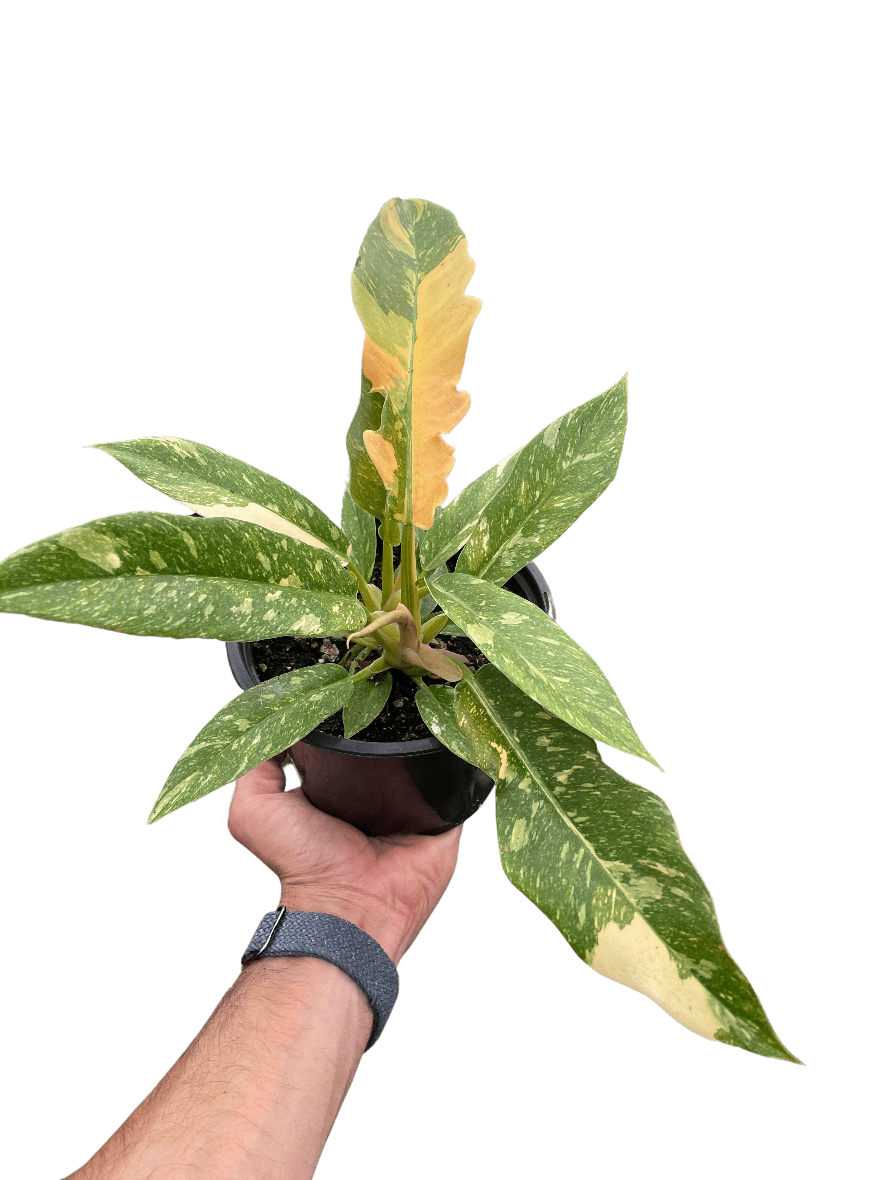Philodendron Ring of Fire Variegated - Ethereal Company-Indoor Plants