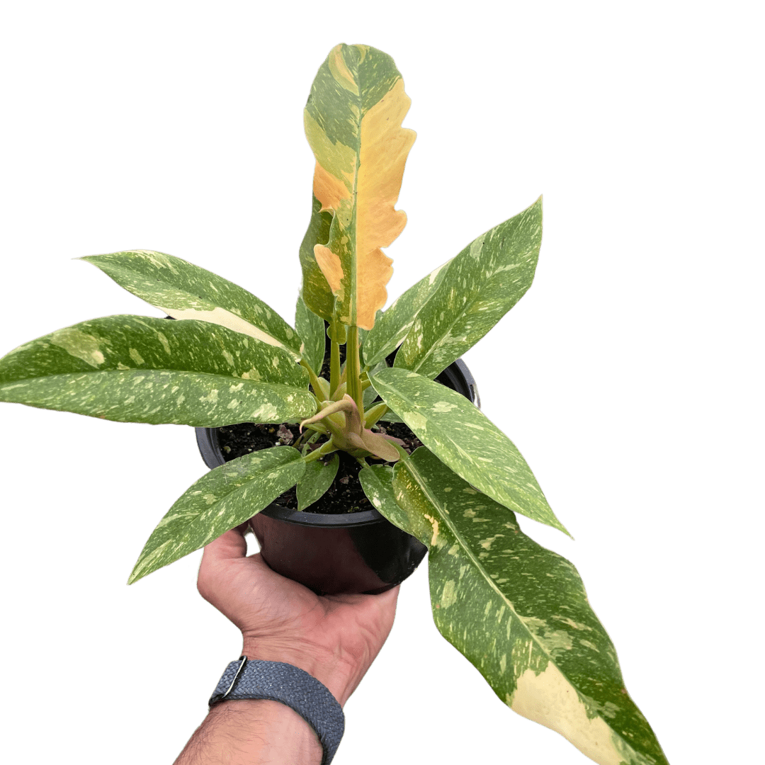 Philodendron Ring of Fire Variegated - Ethereal Company-Indoor Plants
