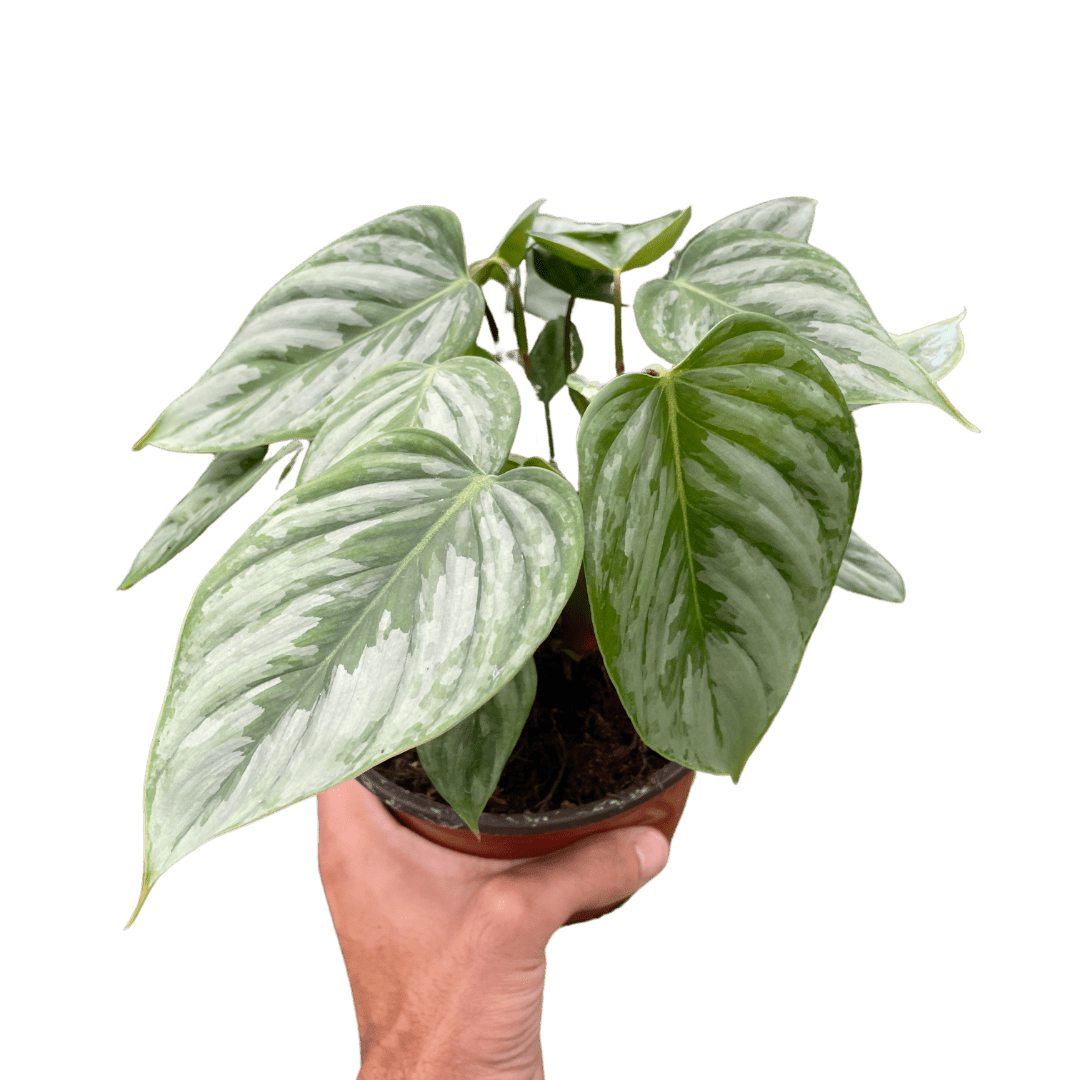 Philodendron &