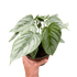 Philodendron &
