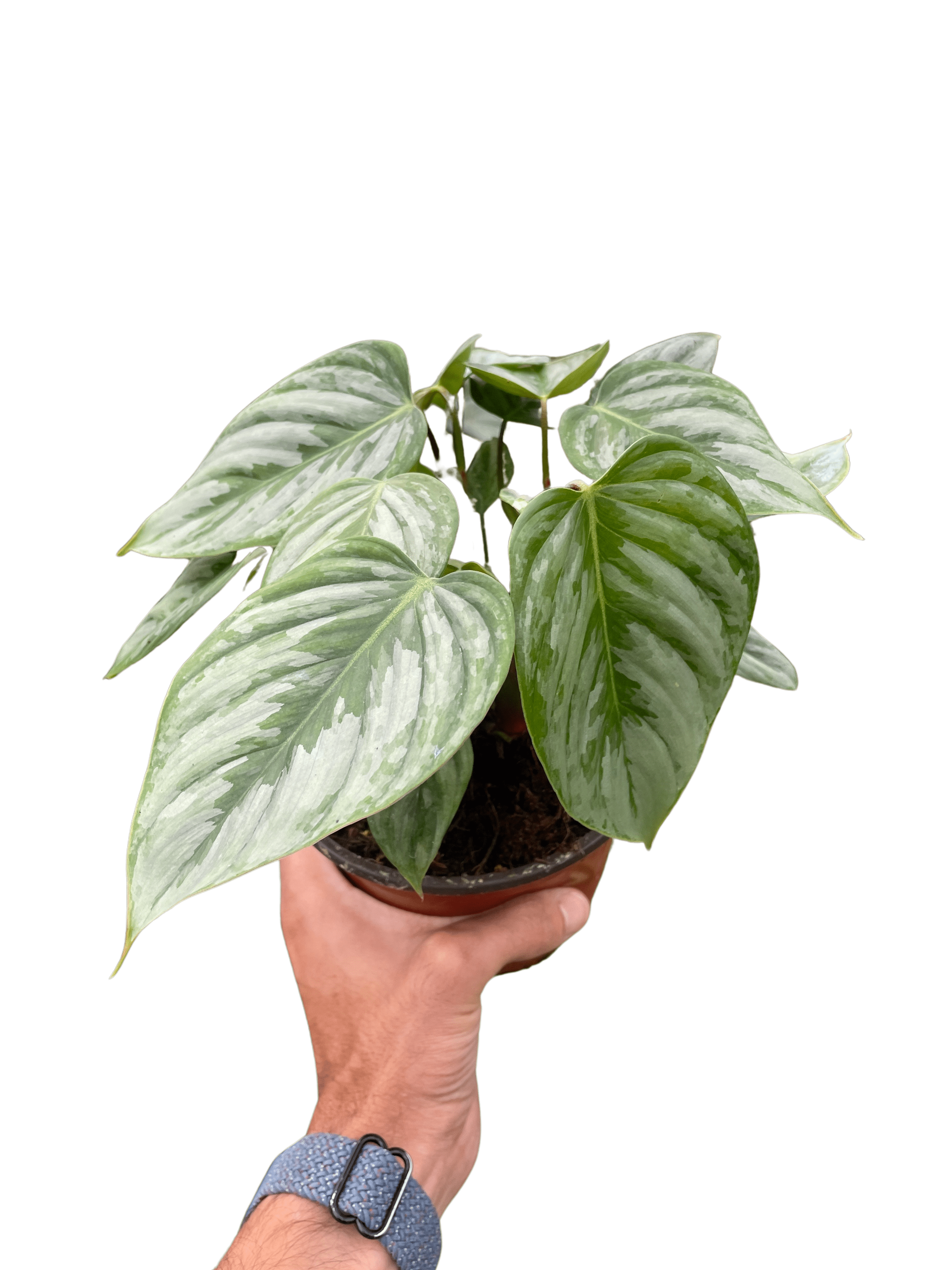 Philodendron &