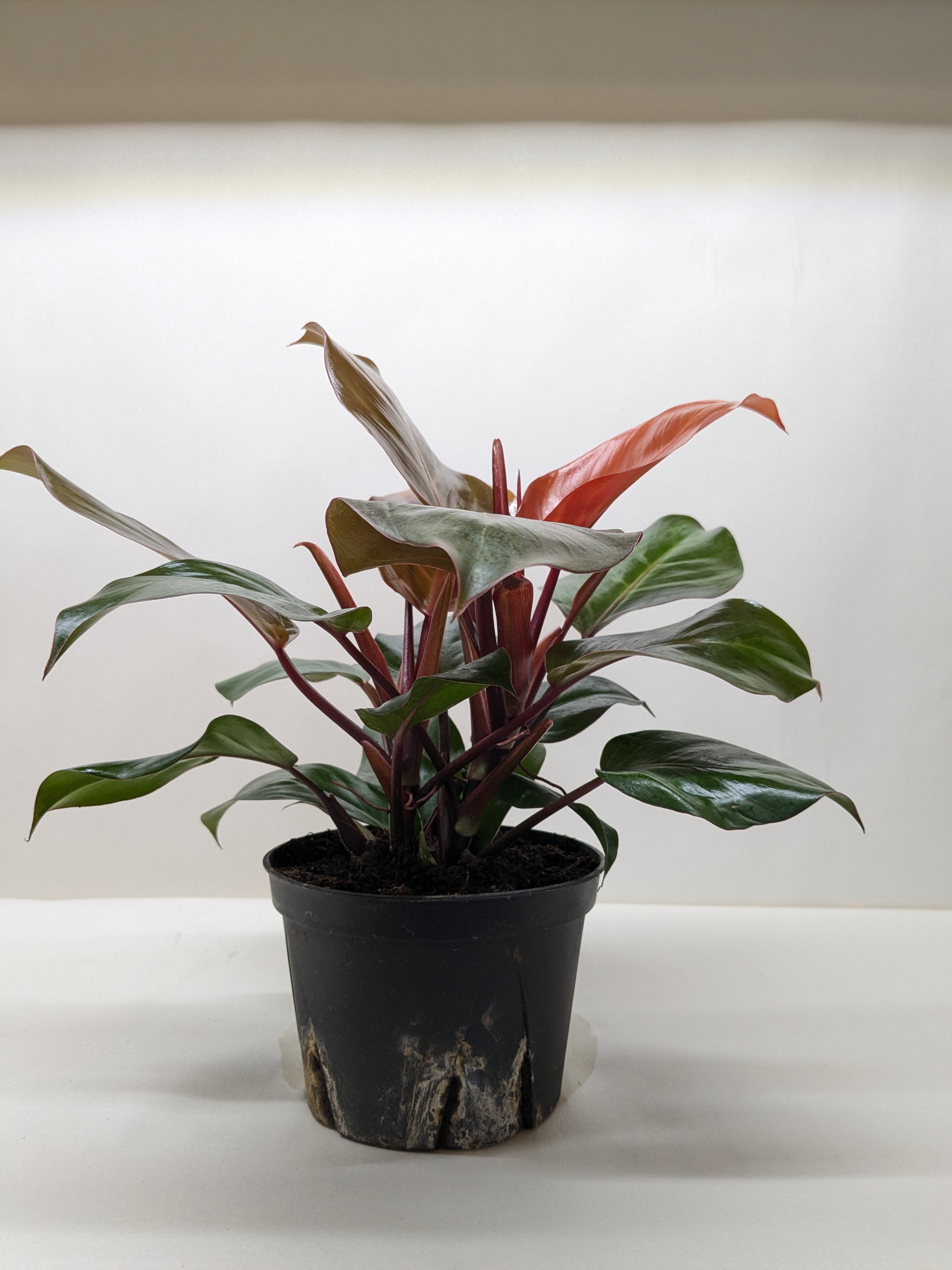 Philodendron &