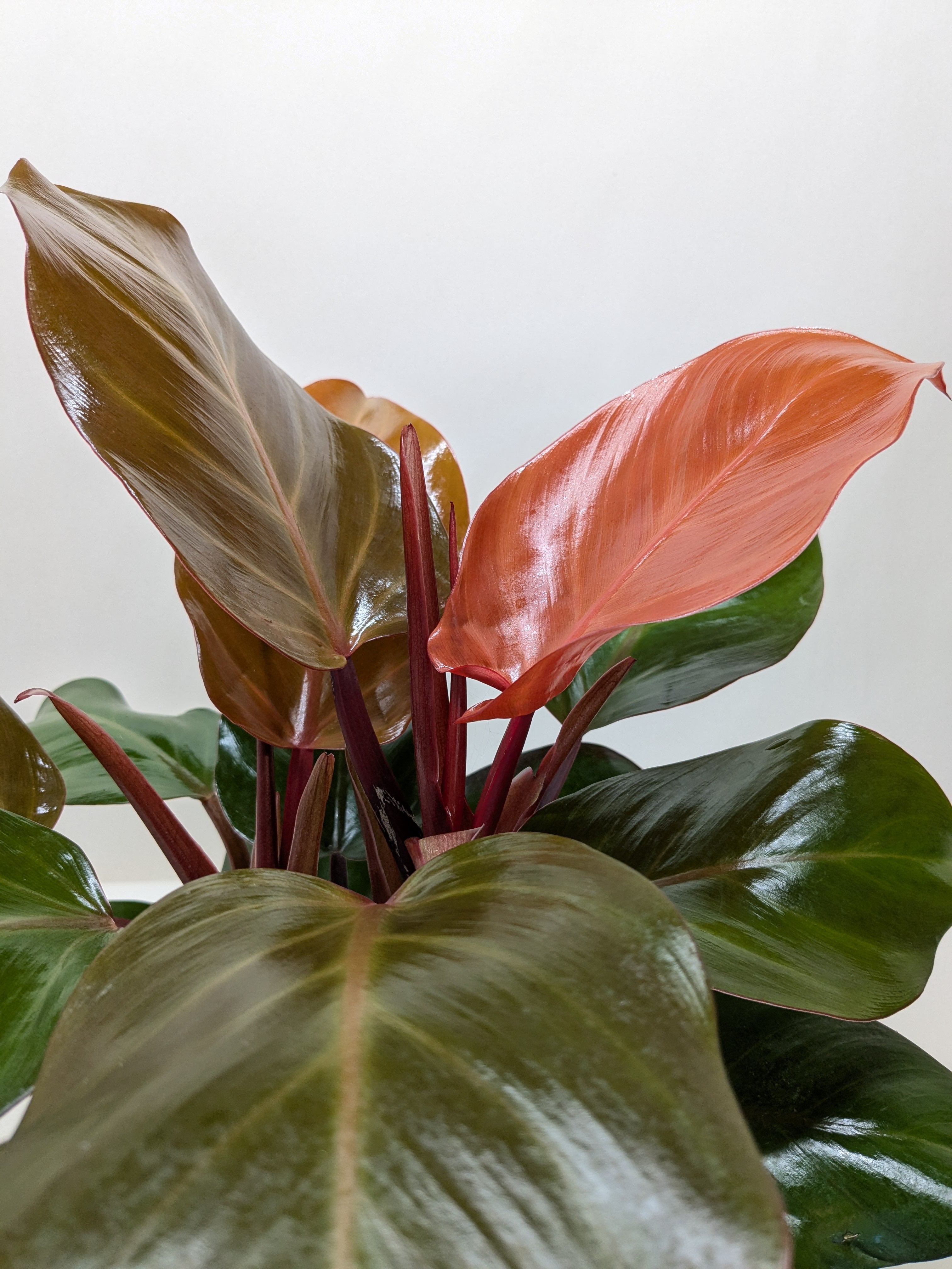 Philodendron &