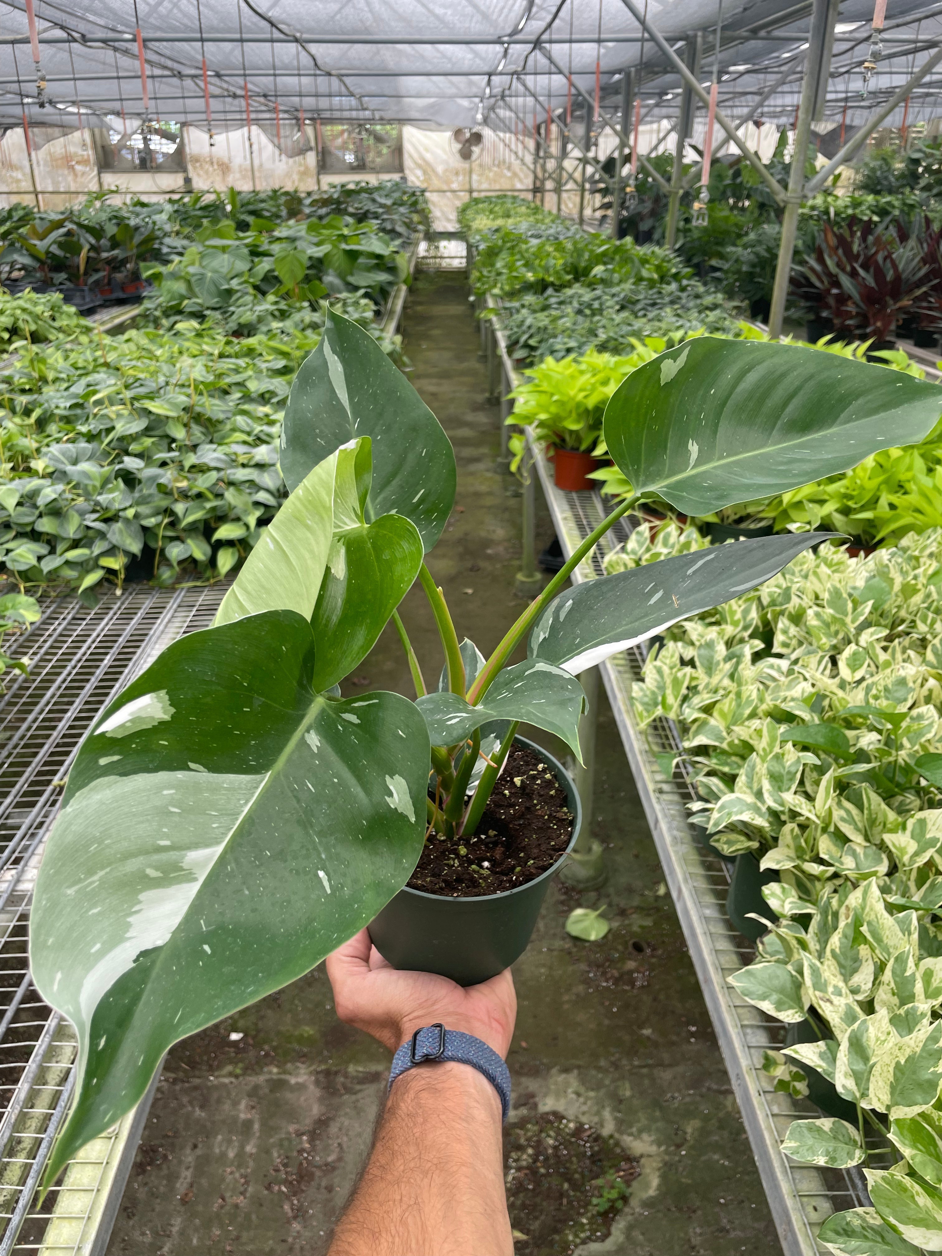 Philodendron &
