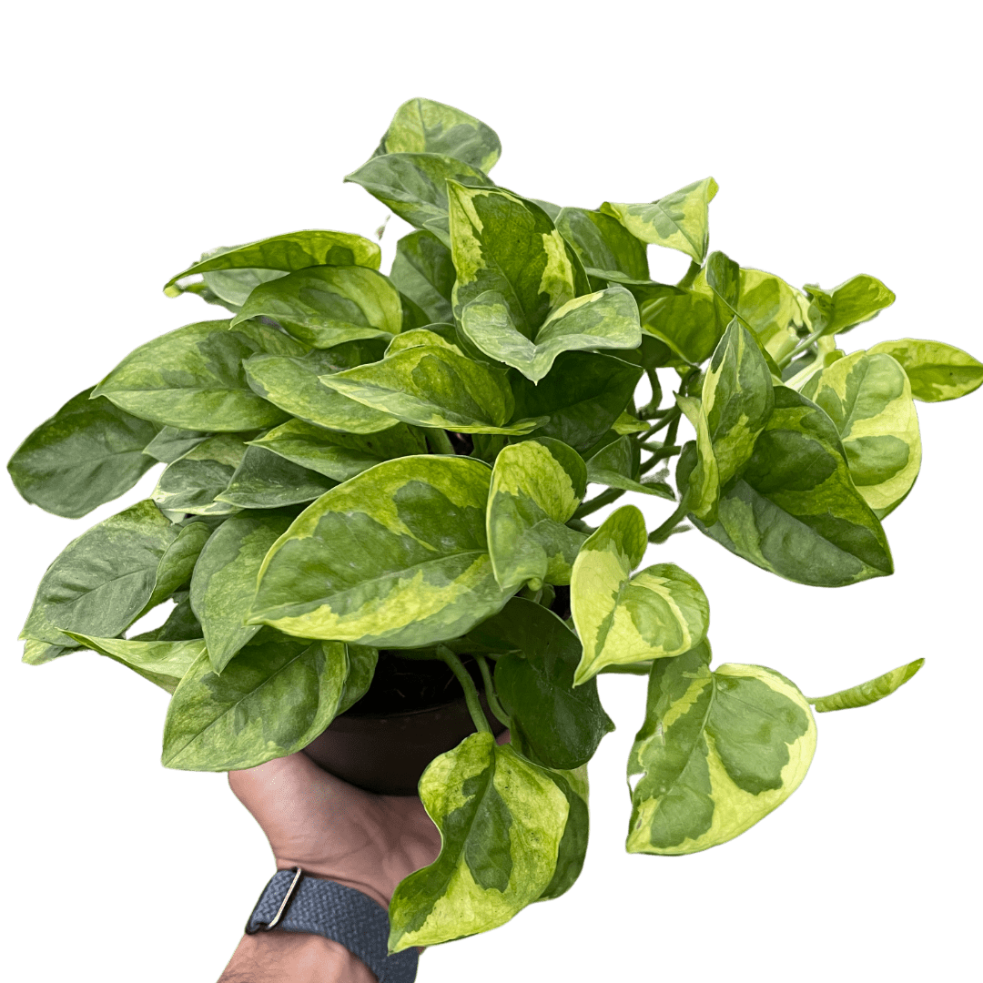 Pothos &
