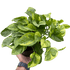 Pothos &