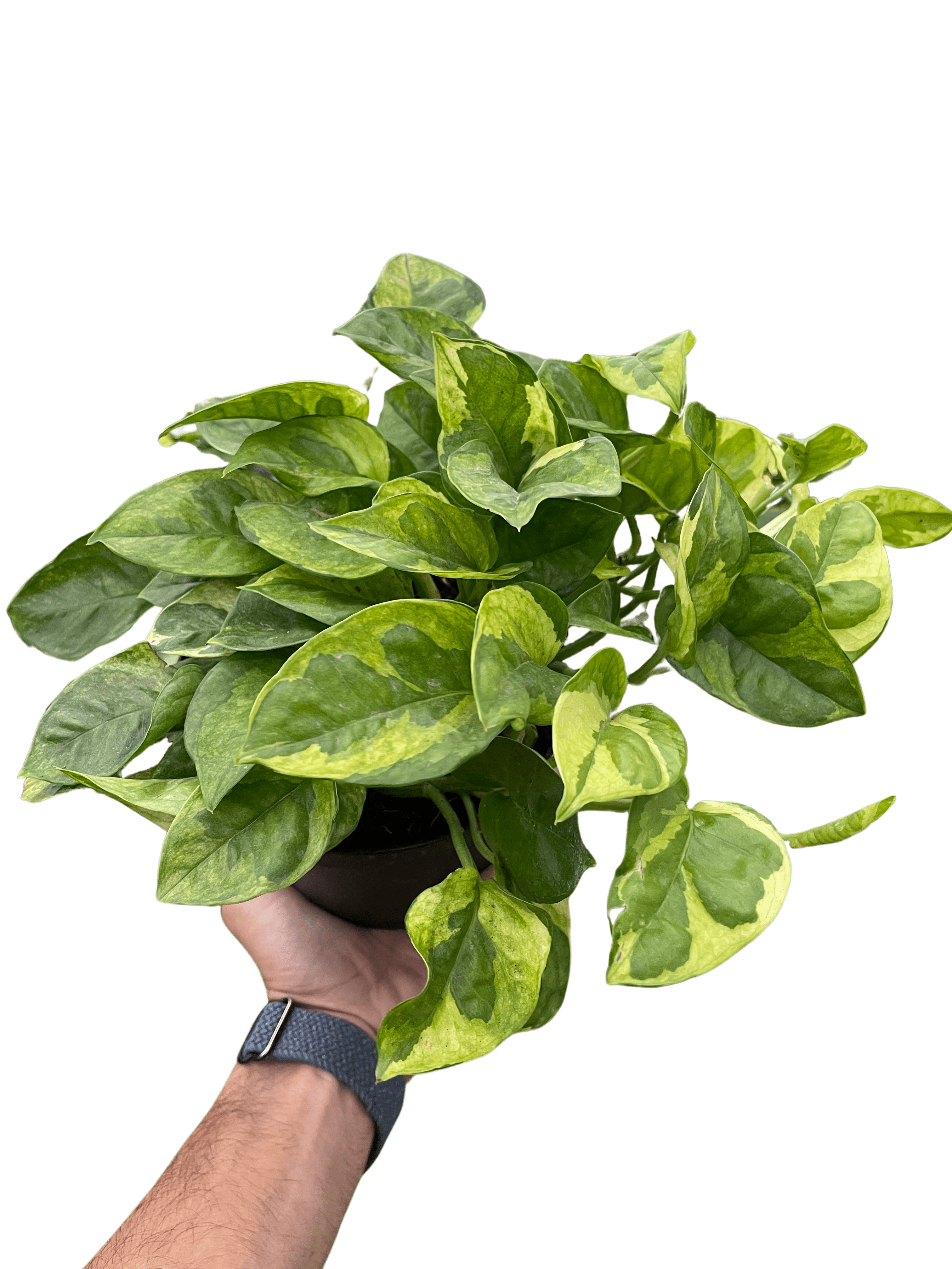 Pothos &