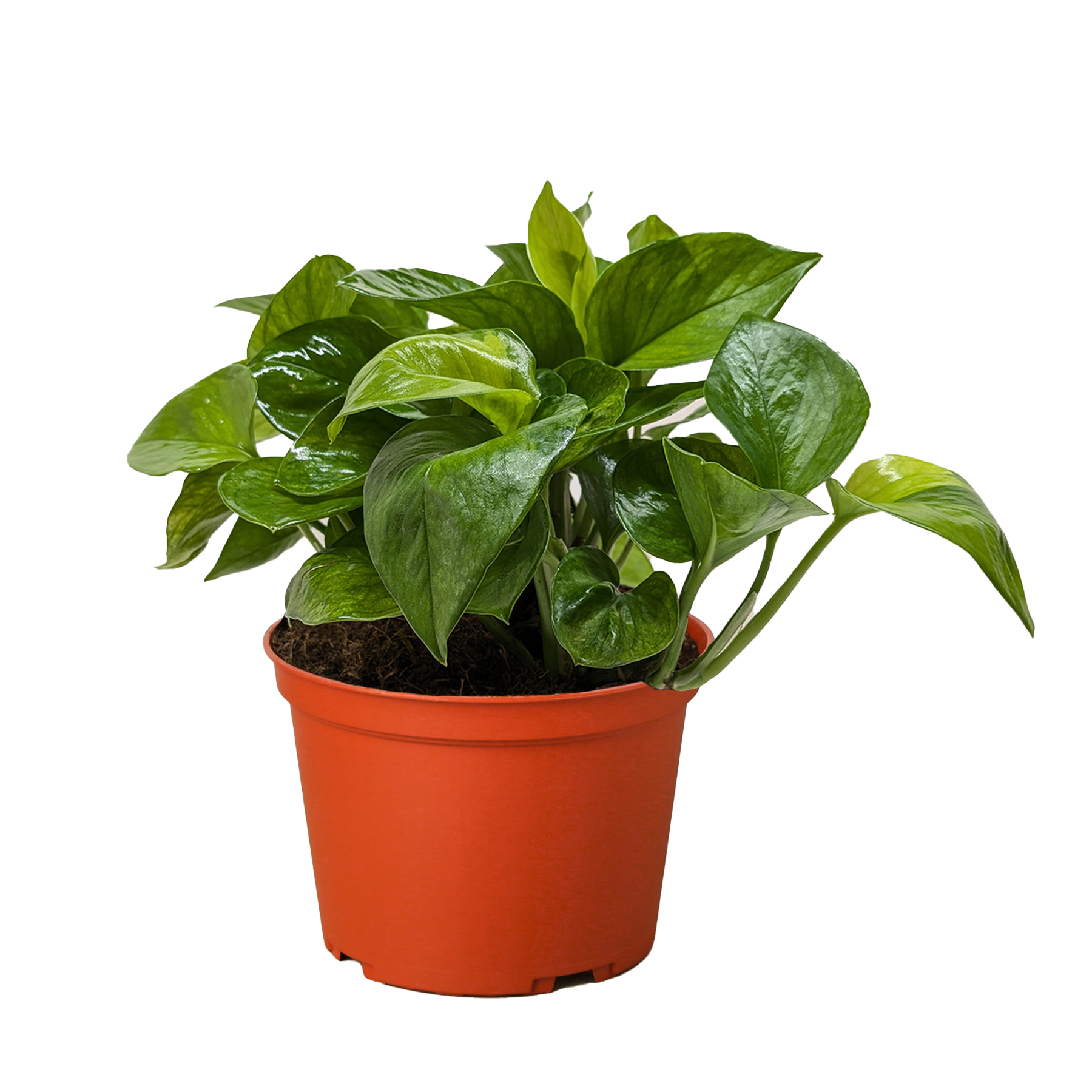 Pothos &