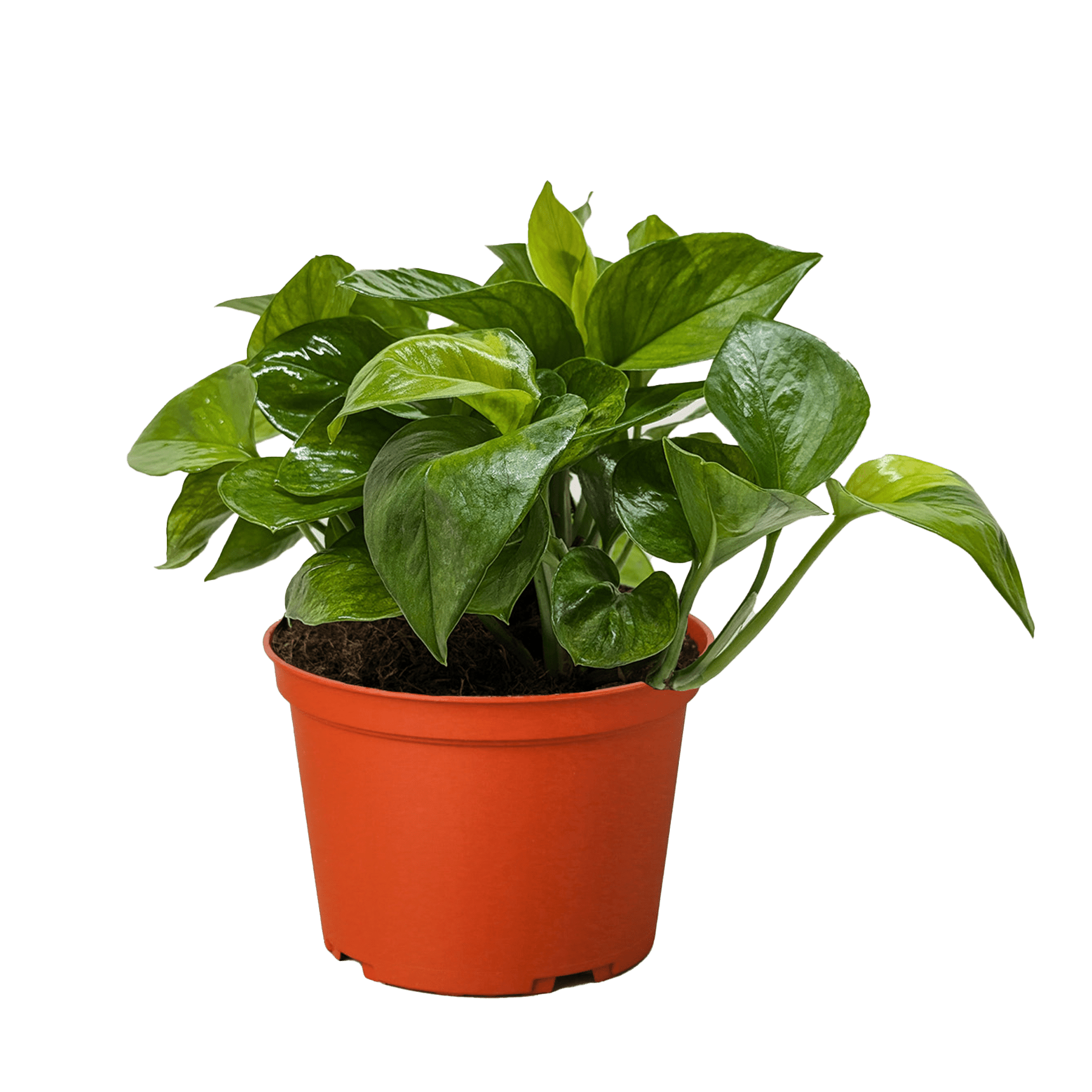 Pothos &