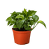 Pothos &