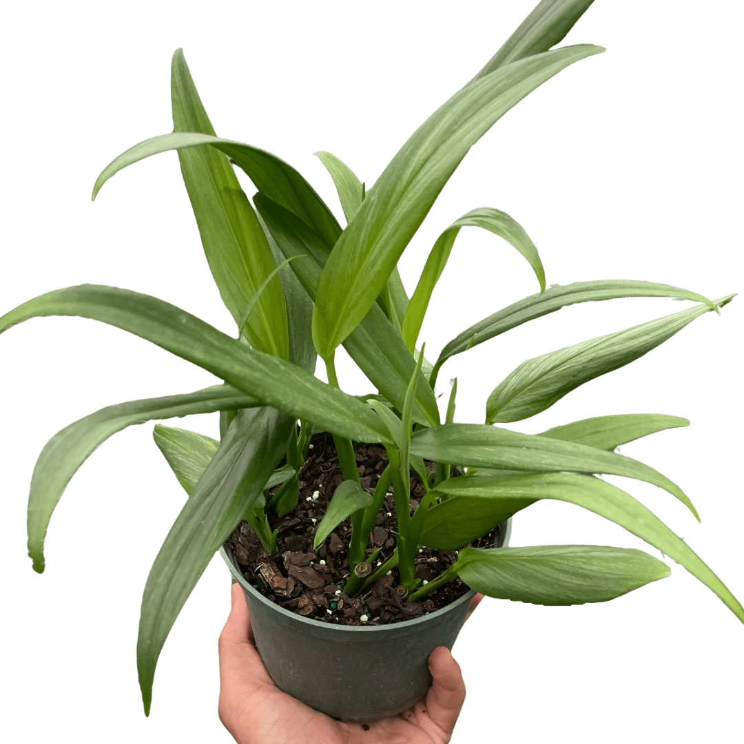 Pothos &