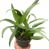 Pothos &