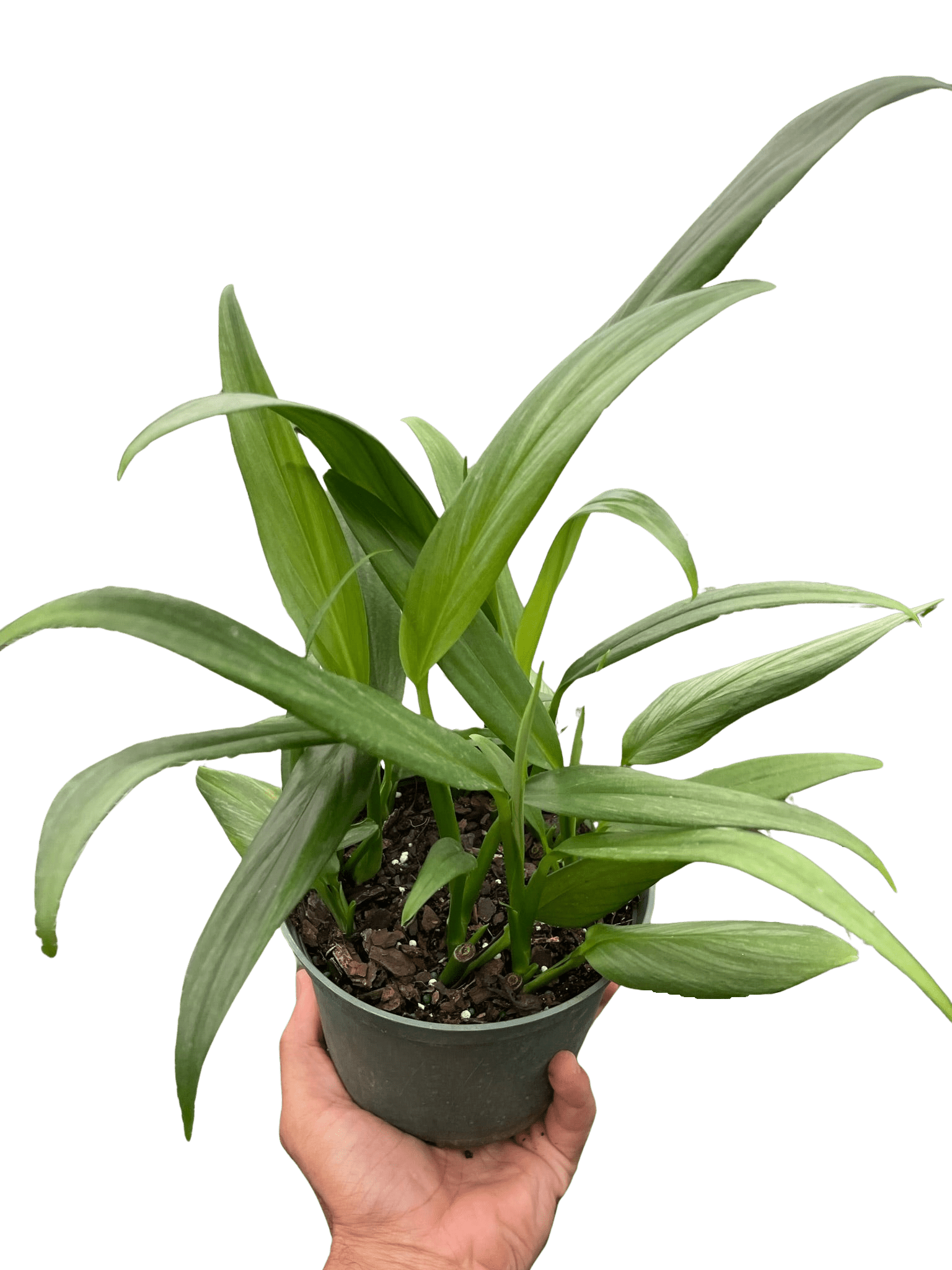 Pothos &