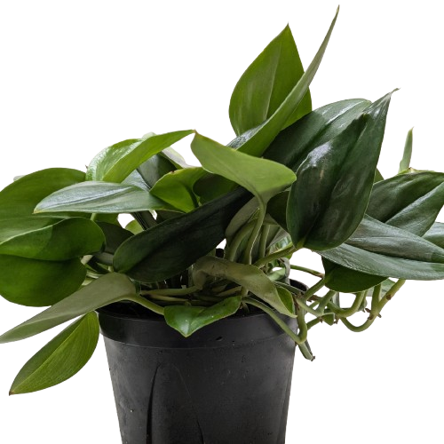 Scindapsus Platinum Java