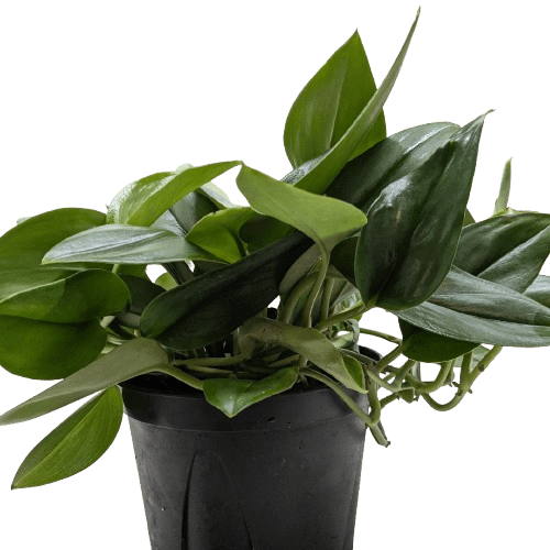 Scindapsus Platinum Java - Ethereal Company-Indoor Plants