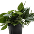 Scindapsus Platinum Java - Ethereal Company-Indoor Plants