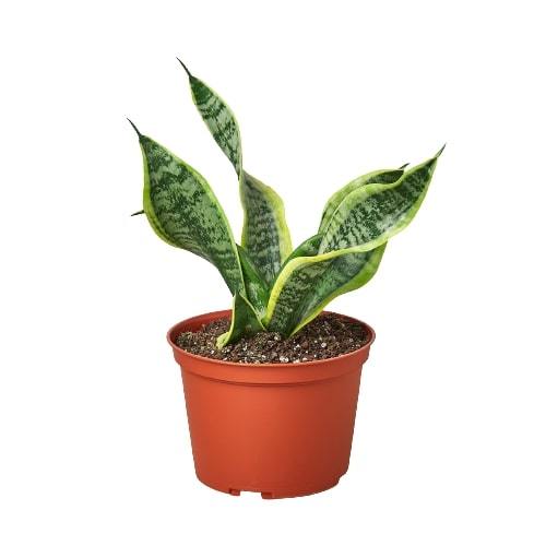 Snake Plant Twist - Ethereal Company-Indoor Plants