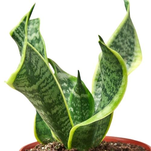 Snake Plant Twist - Ethereal Company-Indoor Plants