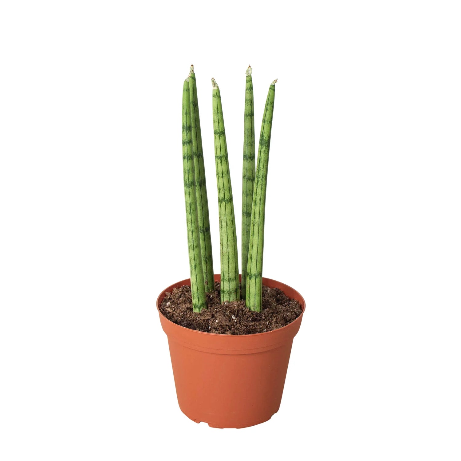 Snake Plant Cylindrica - Ethereal Company-4" Plant