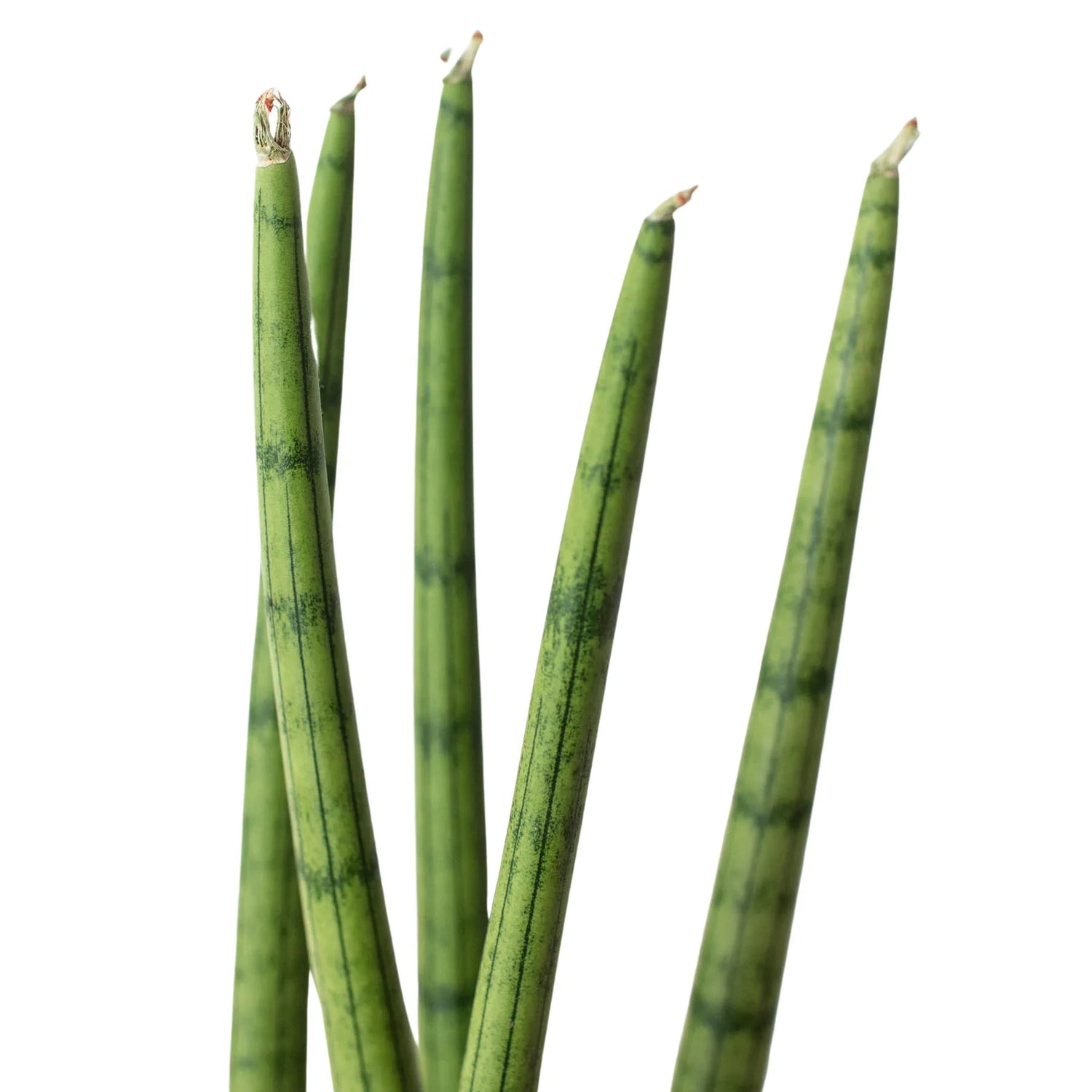 Snake Plant Cylindrica - Ethereal Company-4" Plant