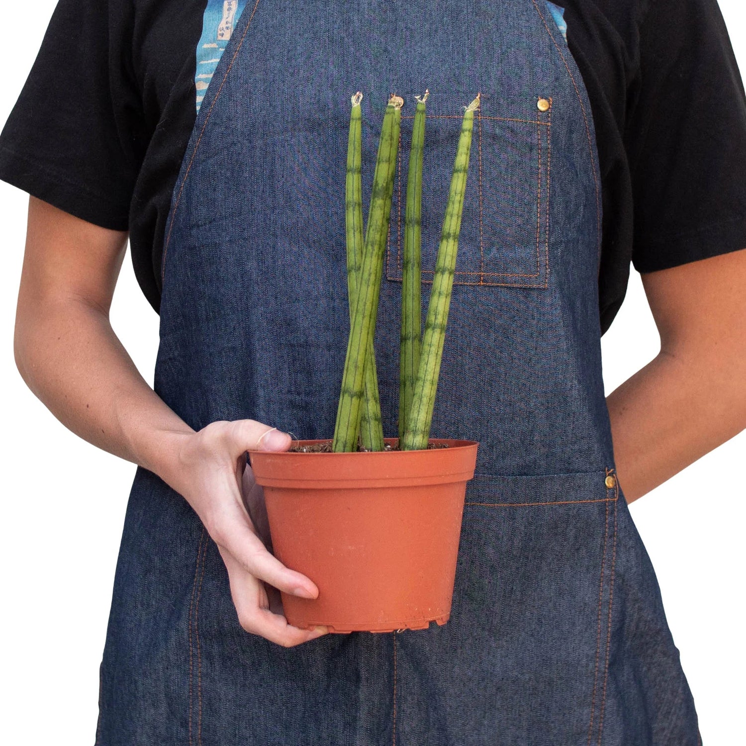 Snake Plant Cylindrica - Ethereal Company-4" Plant