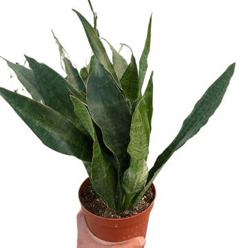Snake Plant &