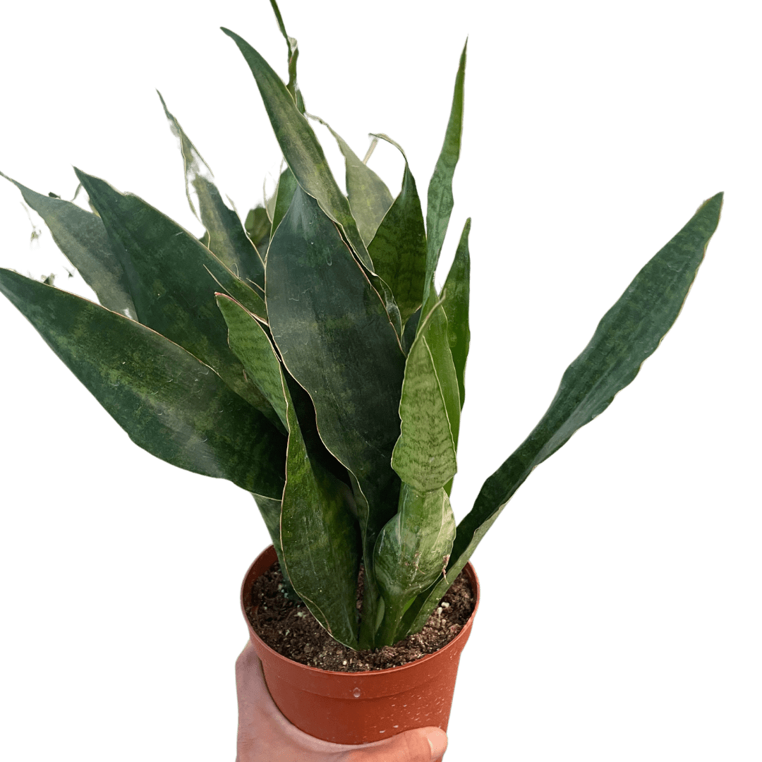 Snake Plant &
