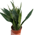 Snake Plant &