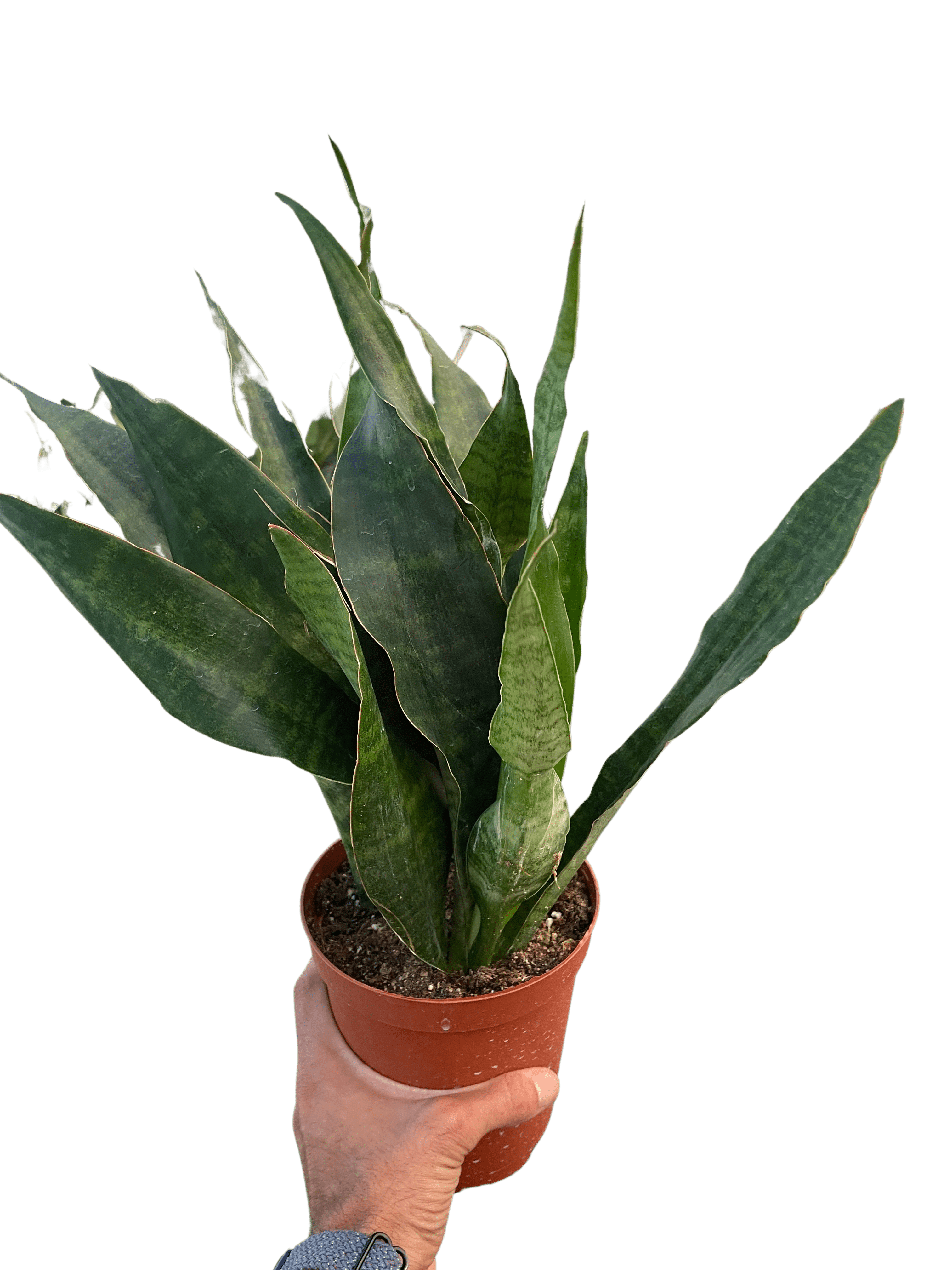 Snake Plant &