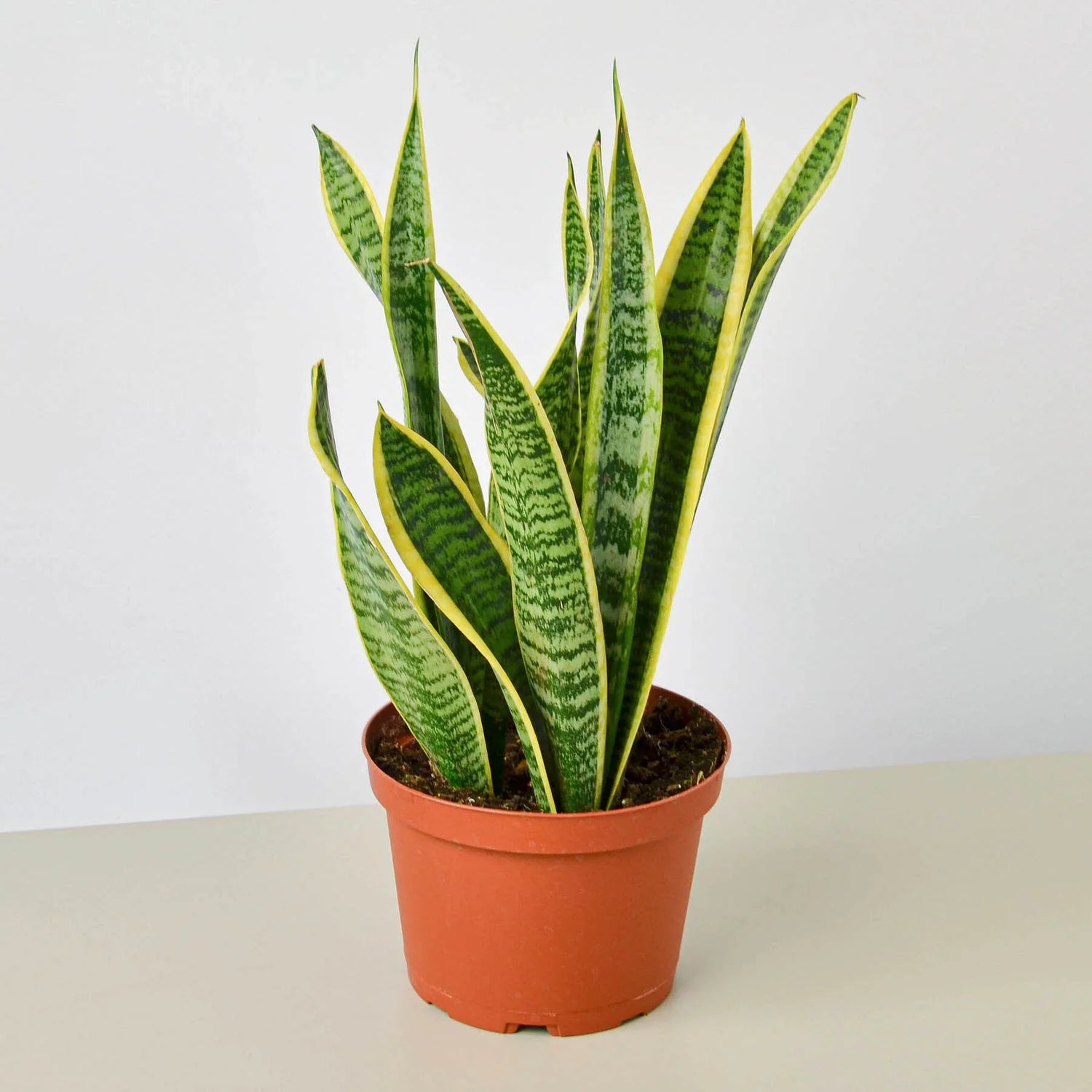 Snake Plant Laurentii - Ethereal Company4" Plant