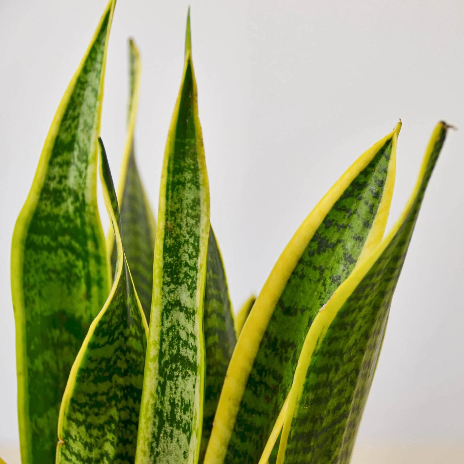 Snake Plant Laurentii - Ethereal Company4" Plant