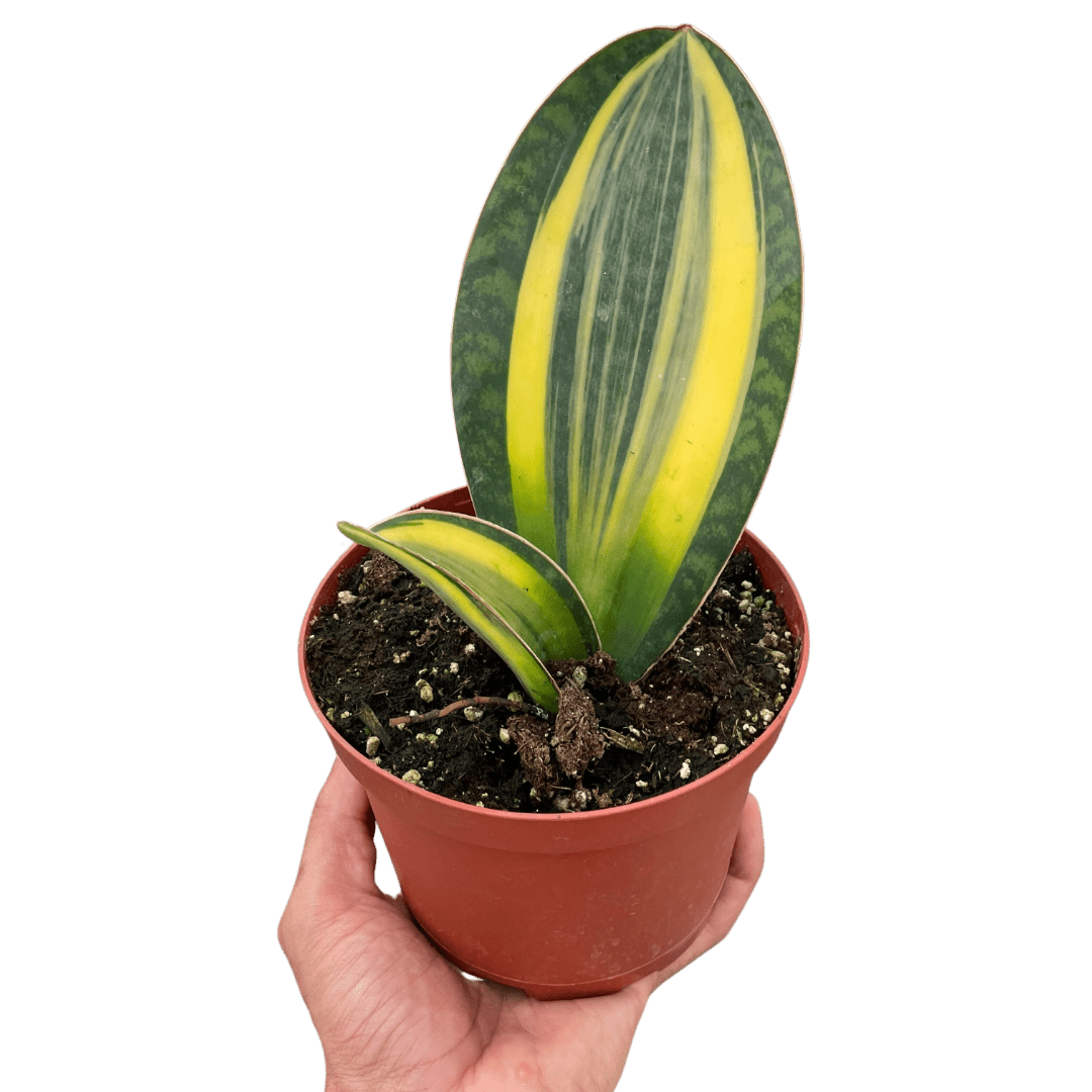 Variegated Shark Fin Snake Plant - Ethereal Company