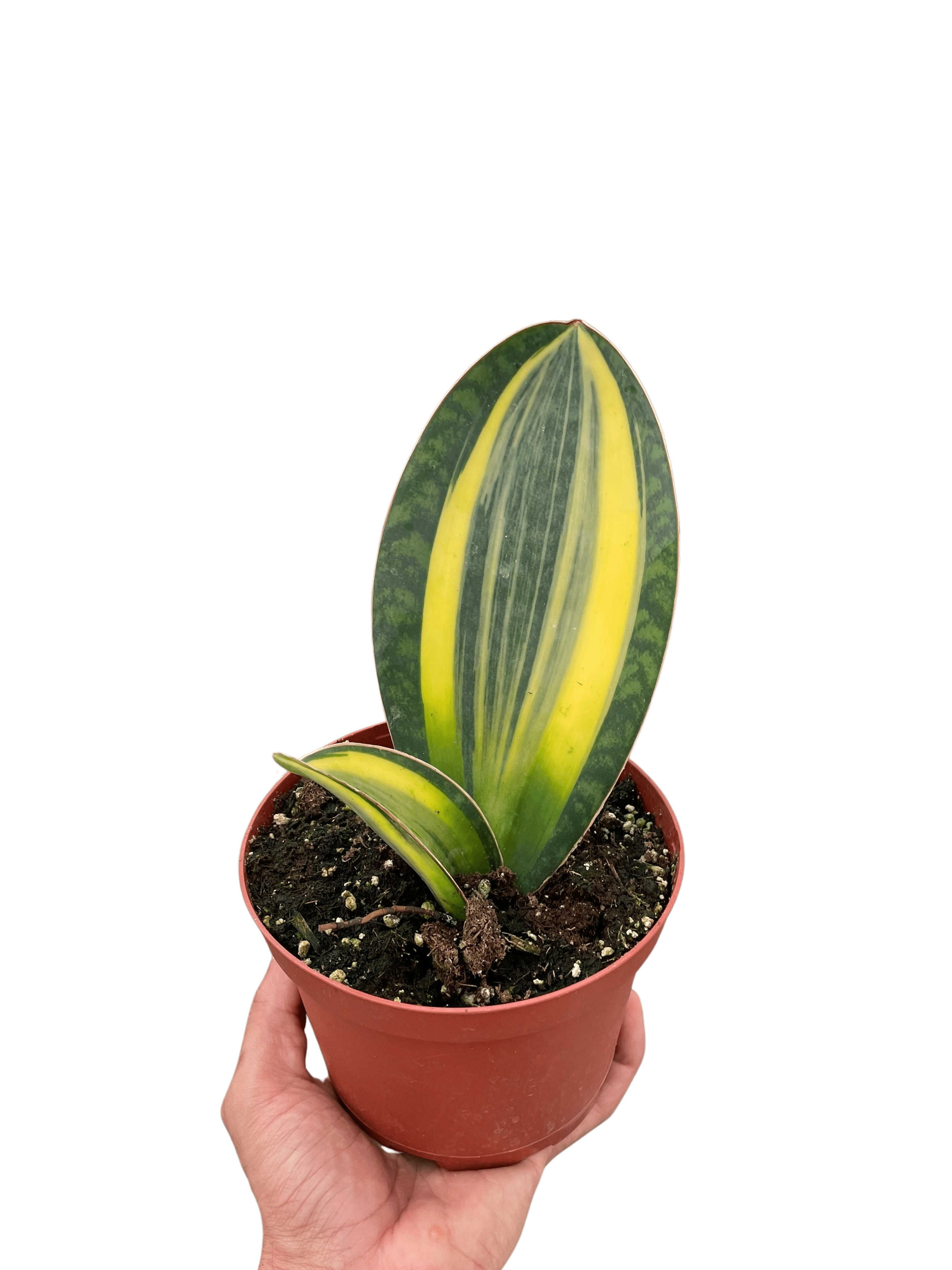 Variegated Shark Fin Snake Plant - Ethereal Company