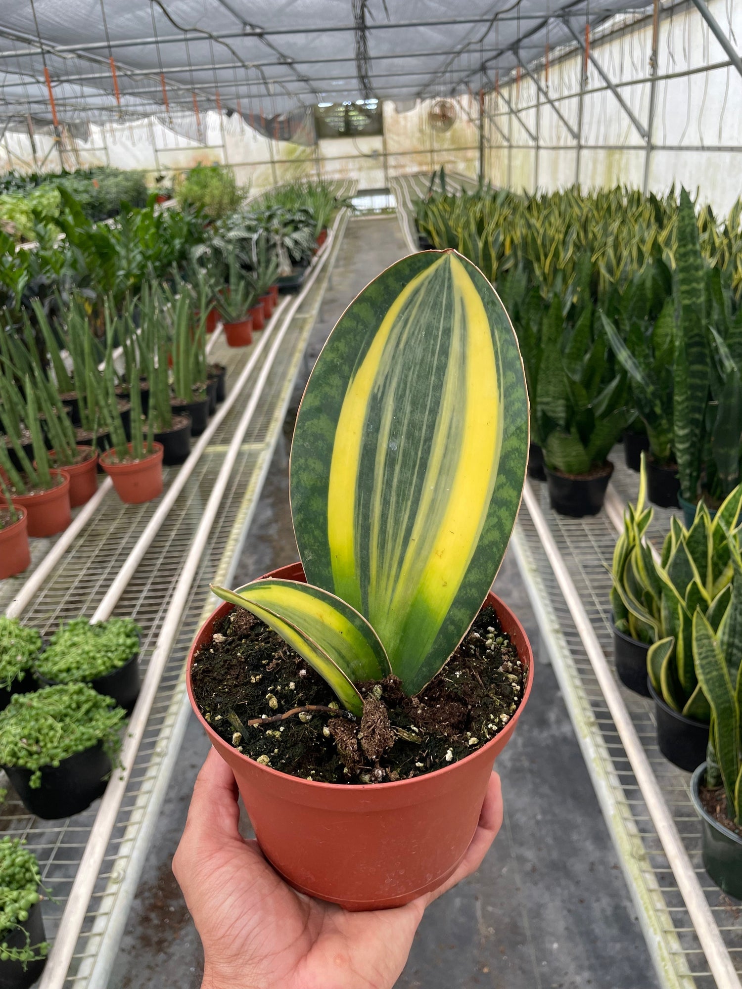 Variegated Shark Fin Snake Plant - Ethereal Company