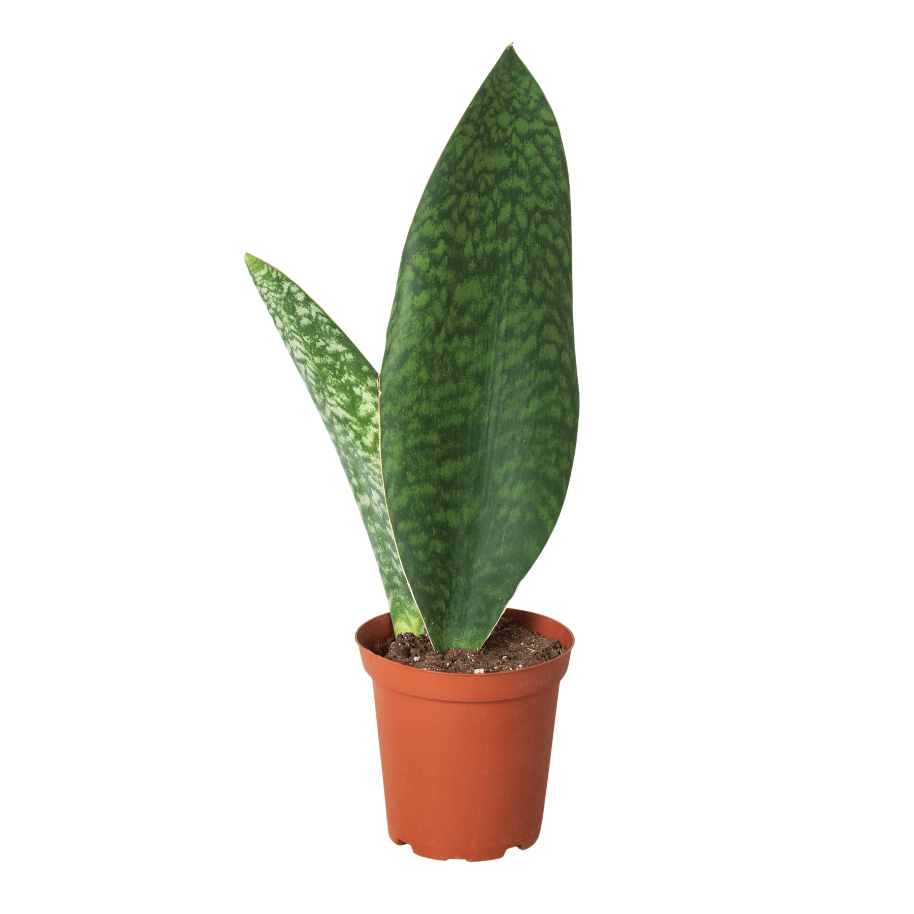 Shark Fin Snake Plant - Ethereal Company-