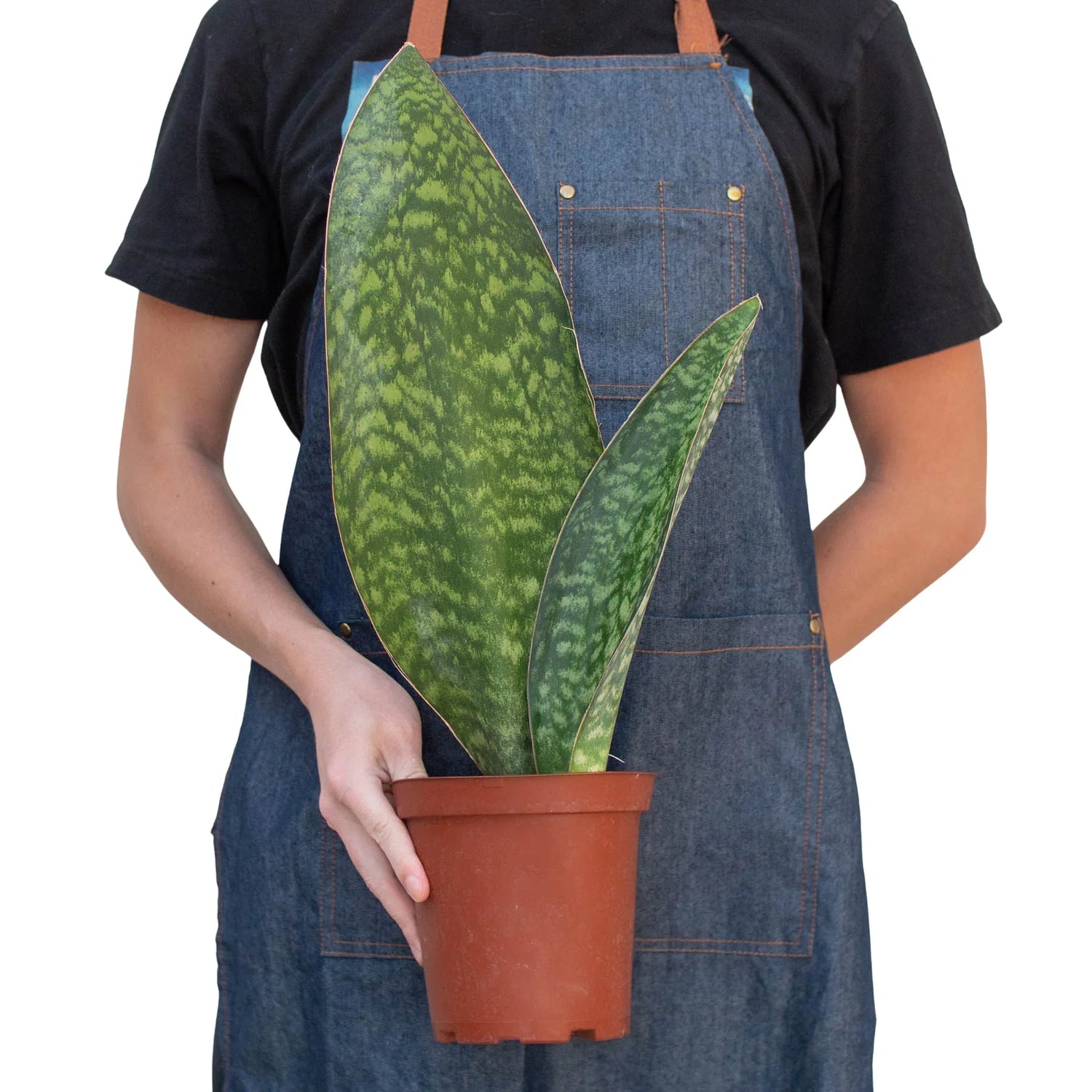 Shark Fin Snake Plant - Ethereal Company-