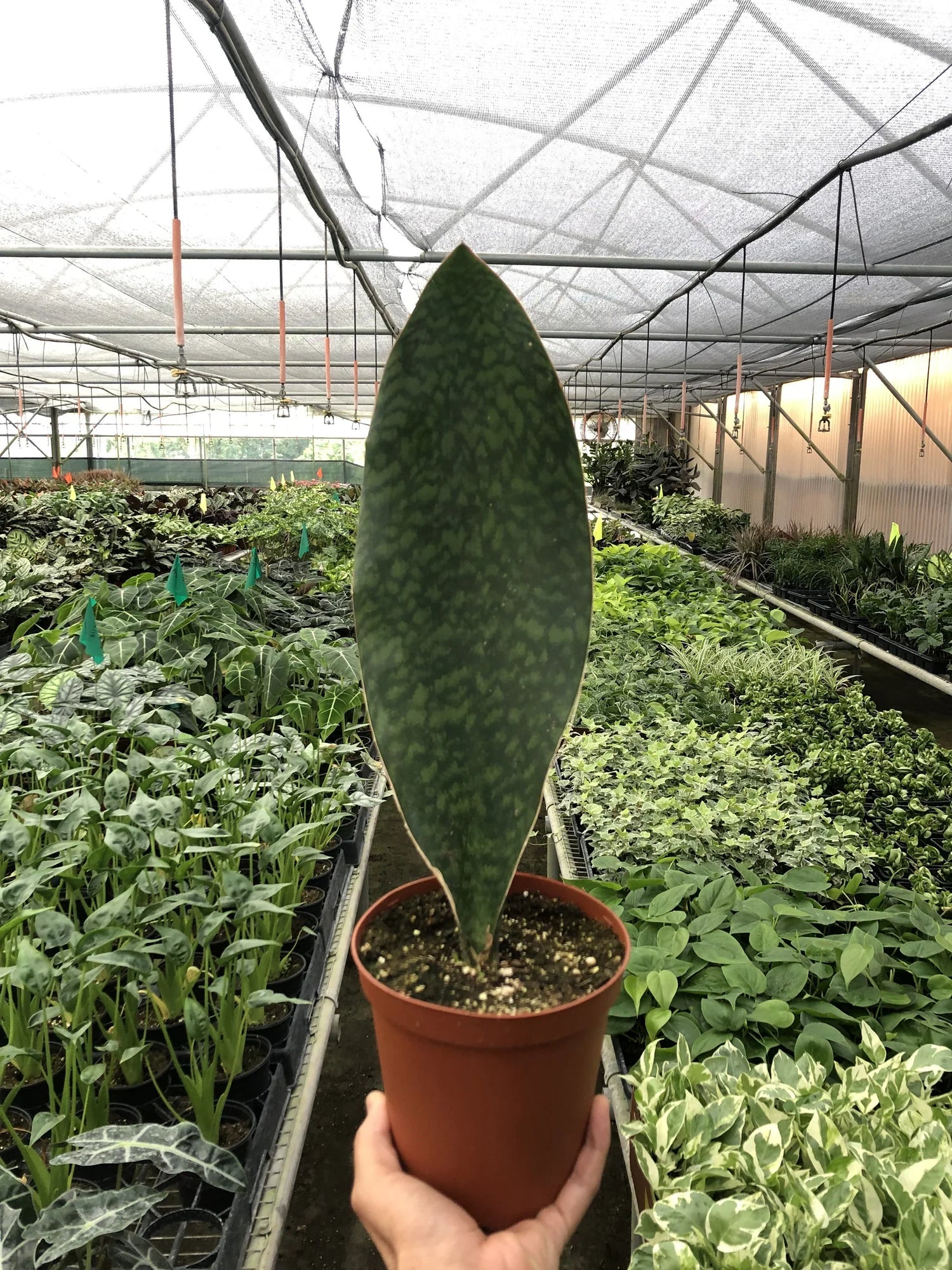 Shark Fin Snake Plant - Ethereal Company-