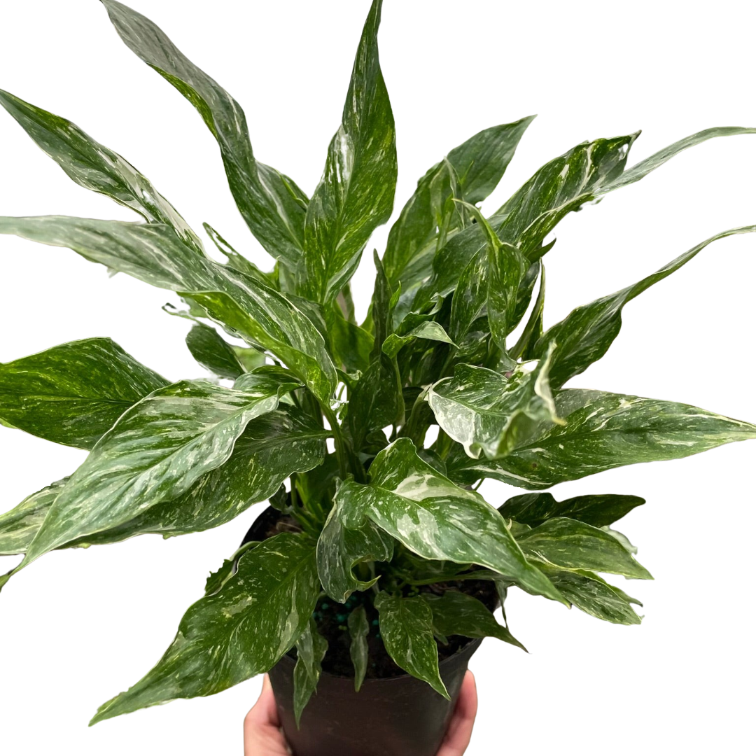 Variegated Spathiphyllum &