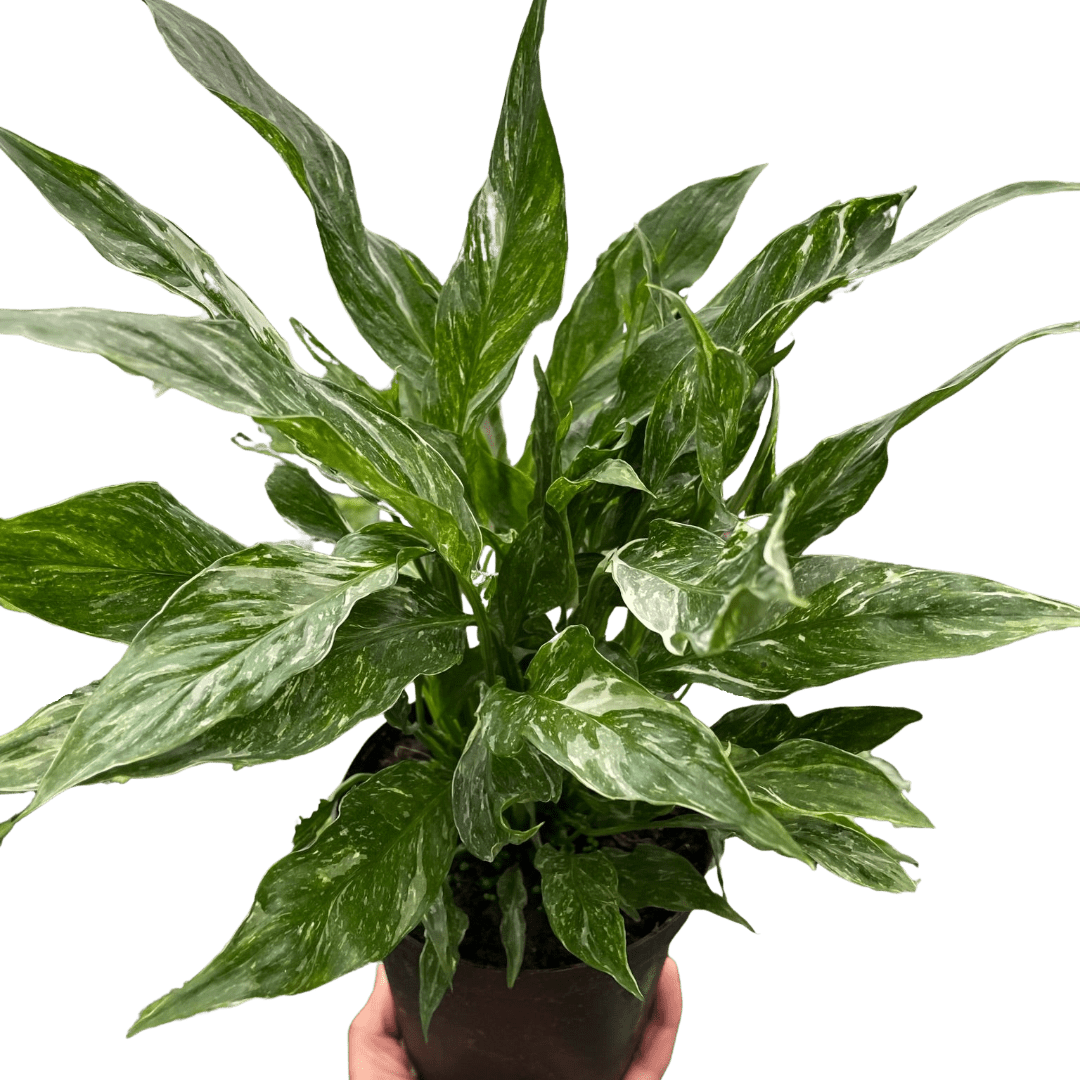 Variegated Spathiphyllum &