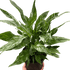 Variegated Spathiphyllum &