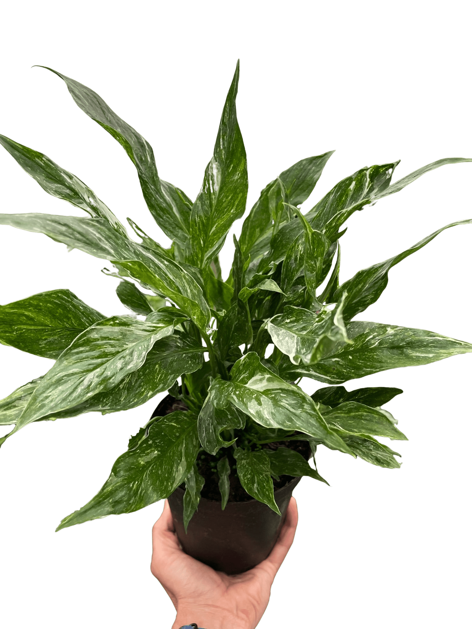Variegated Spathiphyllum &
