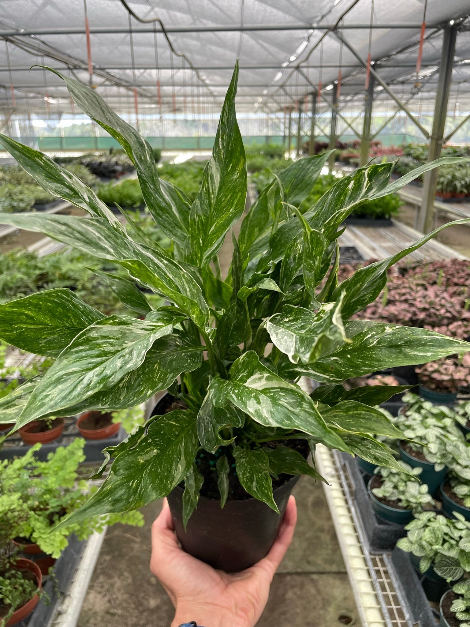Variegated Spathiphyllum &