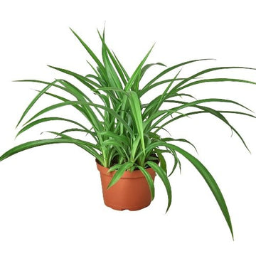 Spider Plant &