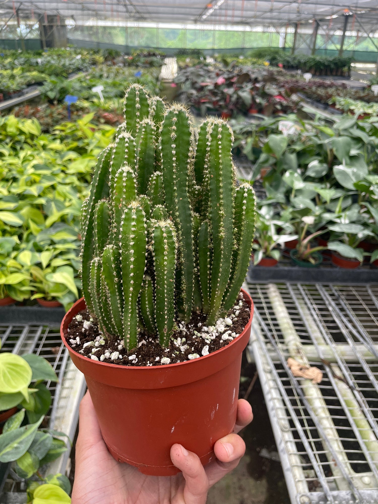 Fairy Castle Cactus - Ethereal Company-Succulent