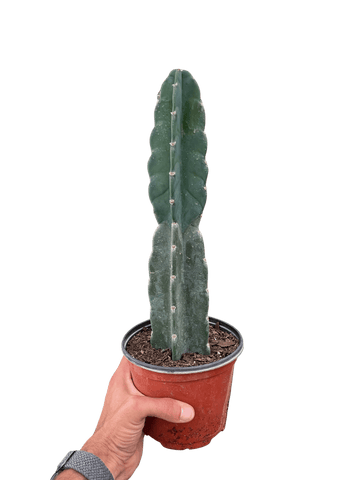 Succulent Cereus Cuddly Cactus - Ethereal Company-